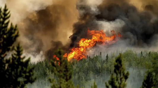 The wildfire emergency comes as smoke from more than 800 Canadian fires is forecast to spread into the Upper Midwest and Northeast United States, prompting air quality concerns and heat-related warnings across several major cities.